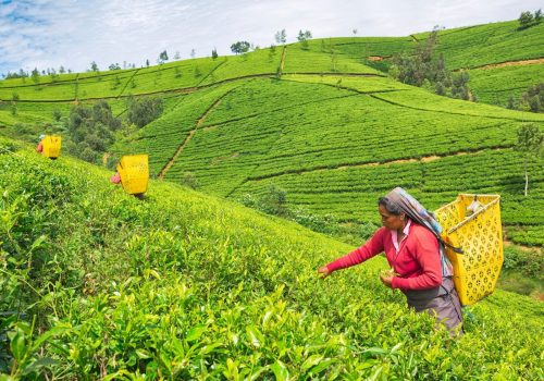 15979547-female-worker-at-tea-plantation-nuwara-eliya-scaled.jpg